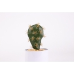 Adorno Tuna Cactus Decoración Hogar - Imagen 3