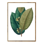 Set 3 Cuadros Decorativo + Marcos Madera Tripticos Plantas - Imagen 5