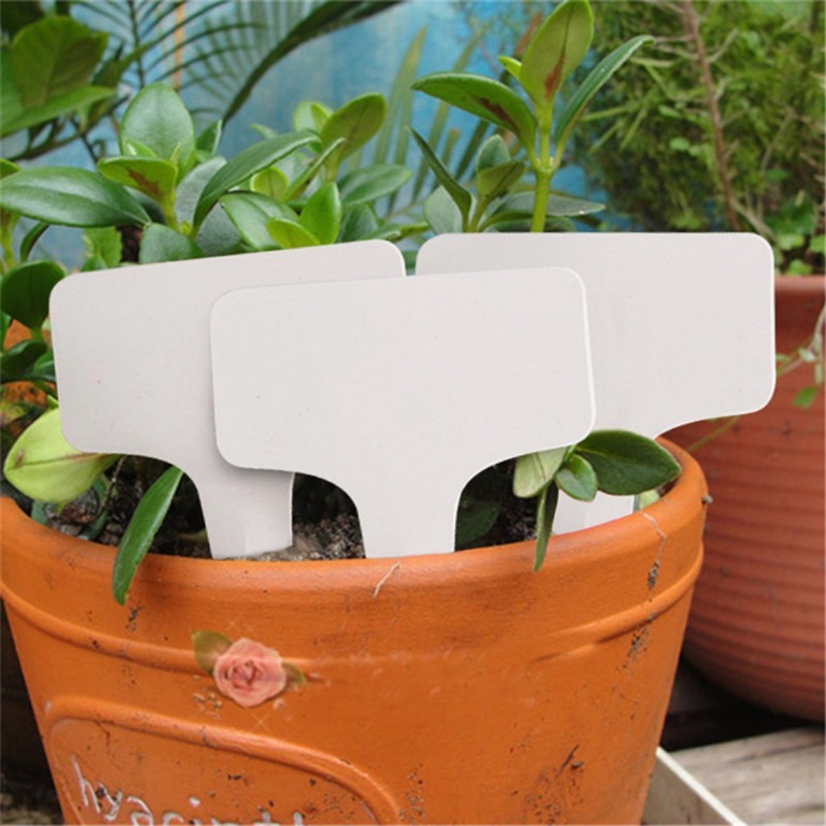 Etiqueta Cartel Decoración Plantas Indicador X 50 Unidades - Imagen 5