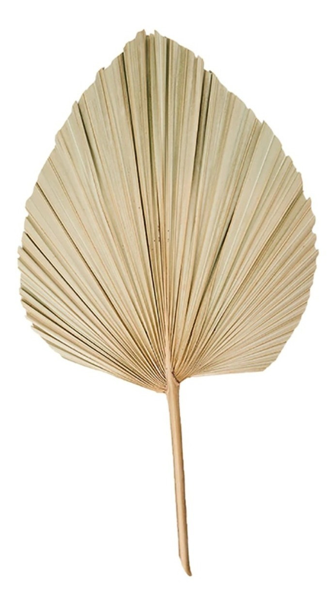 D_736745-MLU48709600935_122021-F.jpg Hoja De Palma Seca Estilo Abanico Decoracion Moderna Natural - Imagen 1