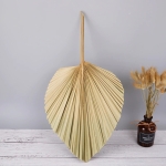 Hoja De Palma Seca Estilo Abanico Decoracion Moderna Natural - Imagen 4