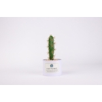 Adorno Tuna Cactus Decoración Hogar - Imagen 4