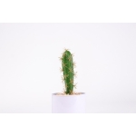 Adorno Tuna Cactus Decoración Hogar - Imagen 5