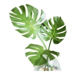 Hojas Artificiales Costilla Adán 60x22cm Flores, Set X 10 - Imagen 2