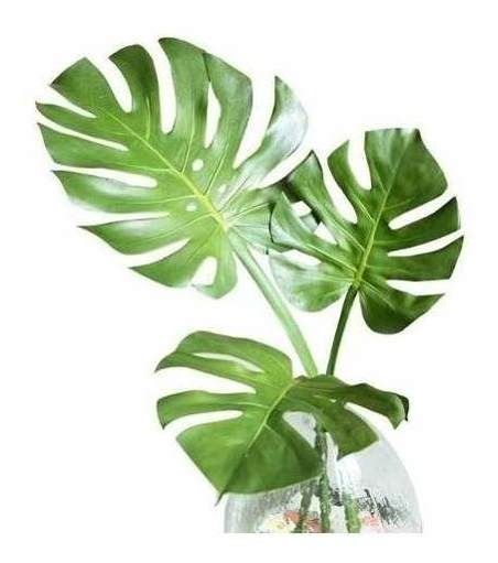 D_875618-MLU40243733301_122019-F.jpg Hojas Artificiales Costilla Adán 70x30cm, Set X 10 Hojas - Imagen 1