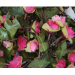 Guirnalda Guía En Forma De Rosas Con Luces Led Flores